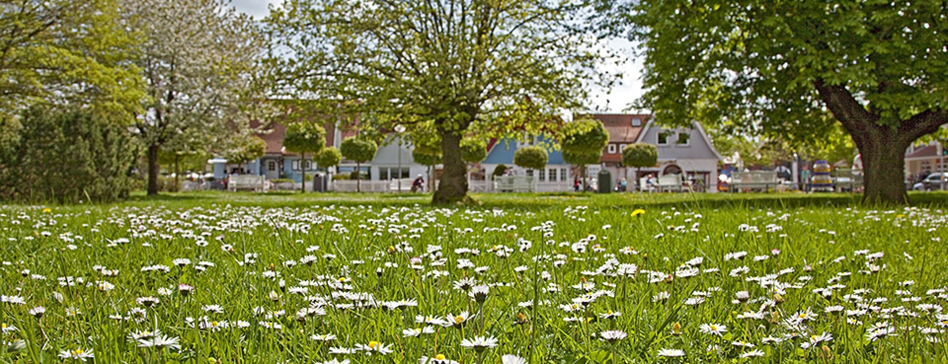 Gänseblümchenwiese